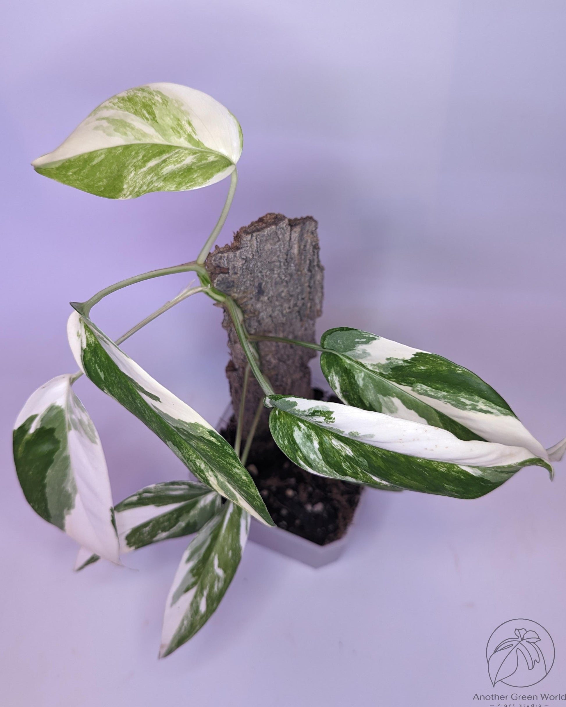 Epipremnum Pinnatum Albo Variegated – Wall of Plants