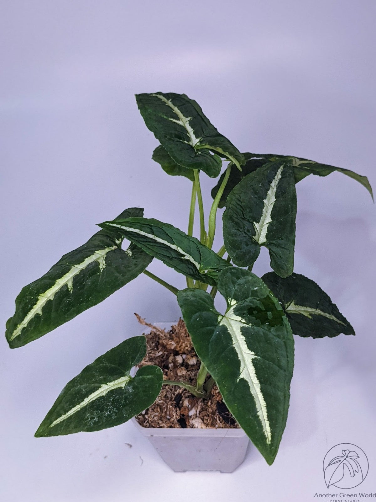Syngonium Wendlandii